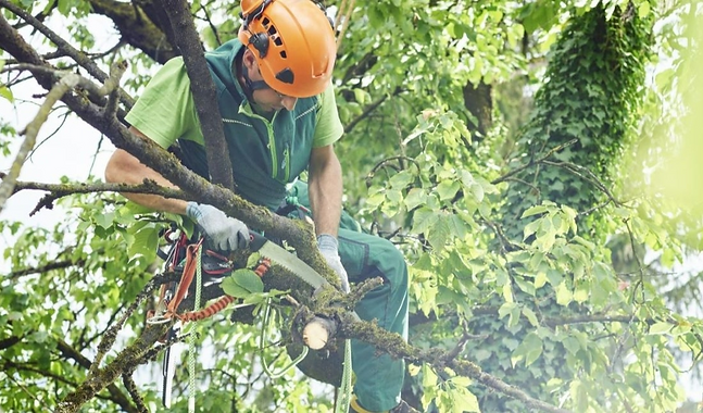 Arborist trimming a tree to prevent storm damage