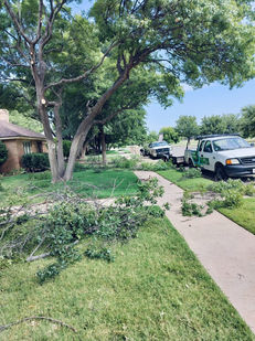 Tree trimming project in progress