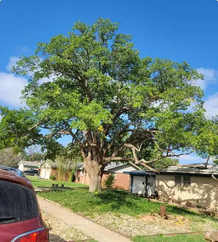 Large oak tree in a Lubbock yard