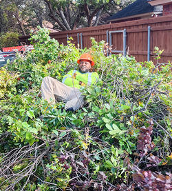 Completed tree service project