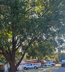 Tree care project