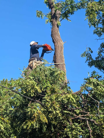 Tall tree being maintained