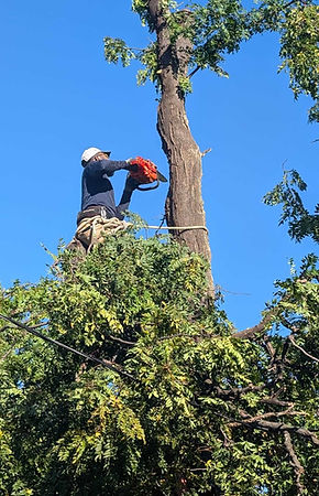 Mature tree being maintained