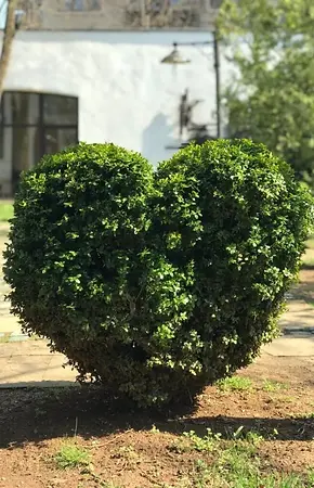 Neatly trimmed shrub