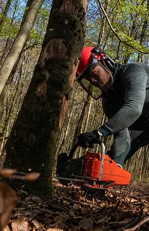 Arborist pruning branches