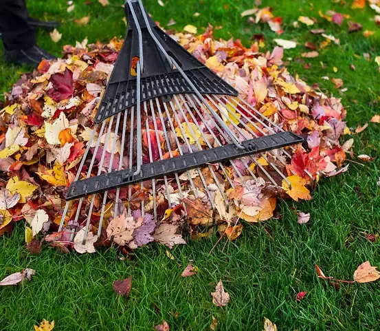 Fallen leaves being raked from a Lubbock lawn