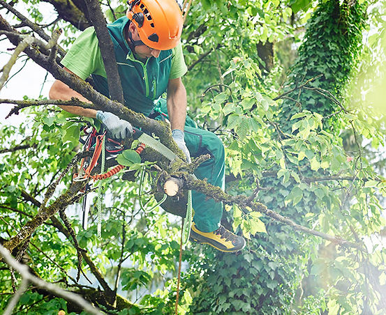 Professional tree trimming service in progress