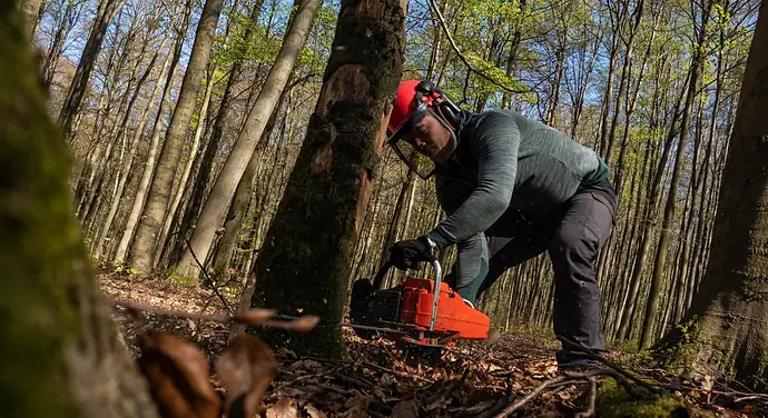 Professional tree cutting service in Lubbock