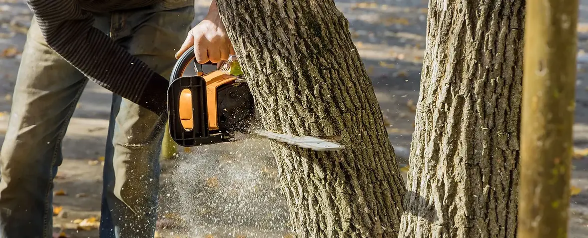 Tree removal crew at work