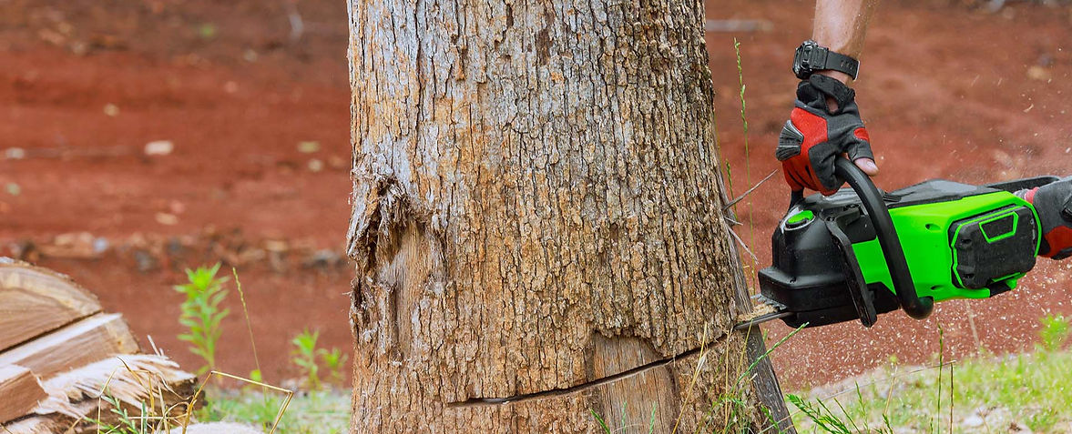 Large tree being removed