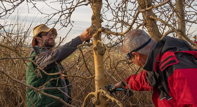 Expert tree pruning services in Lubbock, TX