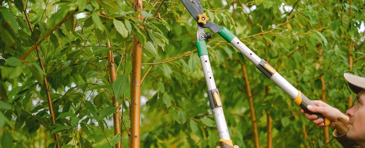 Pruned branches being cleared from a yard