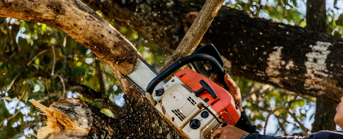 Flocy Tree Service clean-up crew