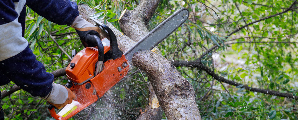 Stump grinder removing a tree stump